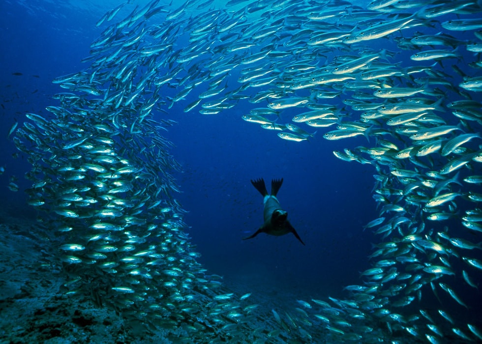 Best Wildlife Activities in Latin America for 2015