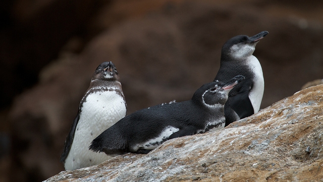 Galapagos Islands wildlife