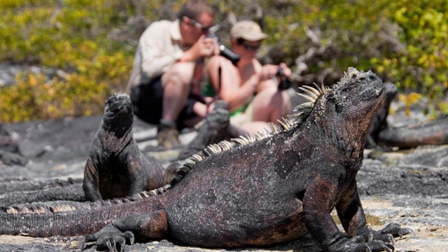 Galapagos Islands wildlife