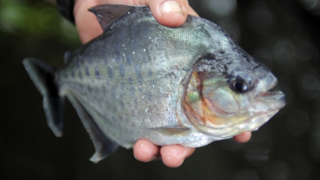 Piranha Fishing, Pantanal