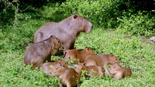 Esteros del Ibera wildlife