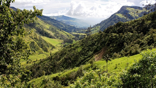 Cocora Valley, Colombia