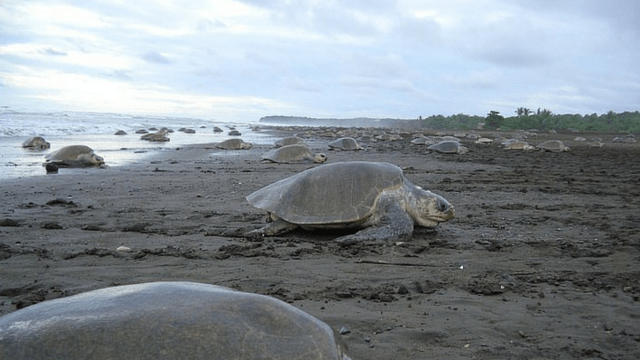 Costa Rica arribada