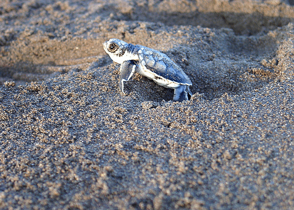 Best Places to See Turtles in Costa Rica