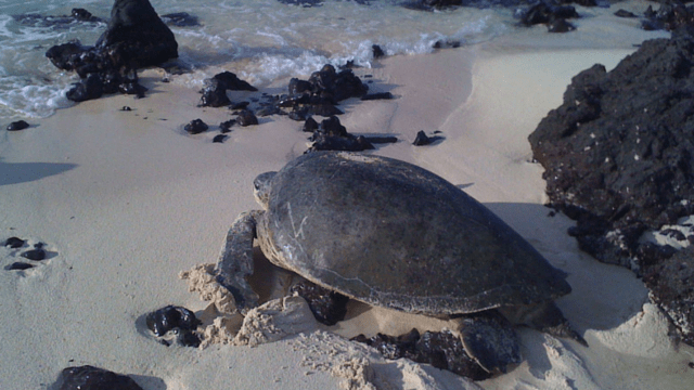 Green Sea Turtle, Costa Rica