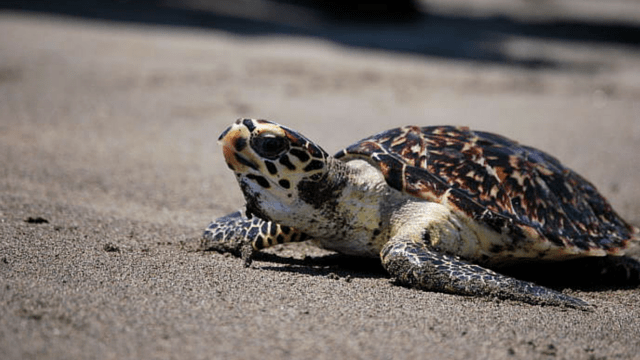 Hawksbill Turtle, Costa Rica