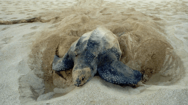 Leatherback Turtle, Costa Rica