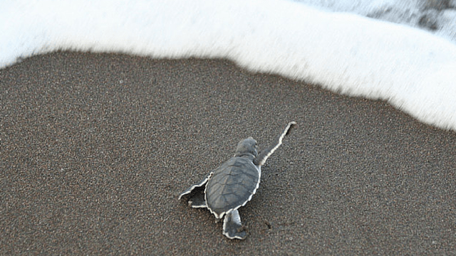 Loggerhead Turtle, Costa Rica