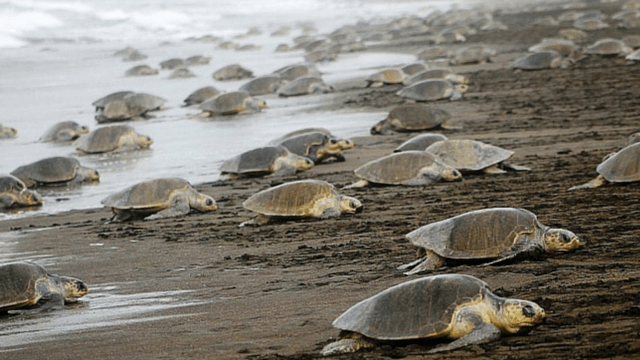 Olive Ridley Turtle, Costa Rica