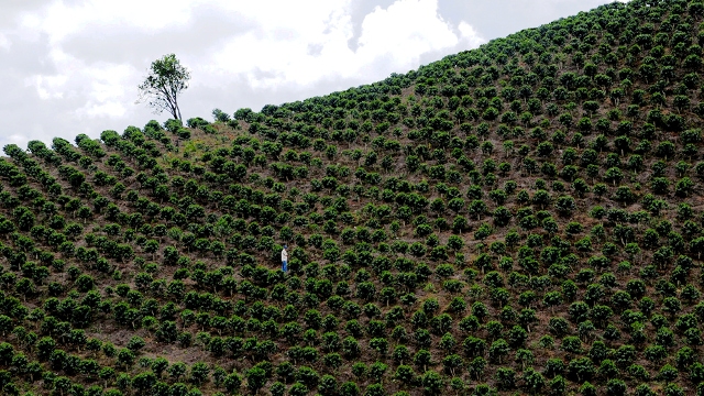 Coffee Cultural Landscape of Colombia