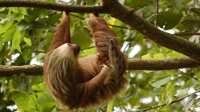 Pacuare Canopy Tour