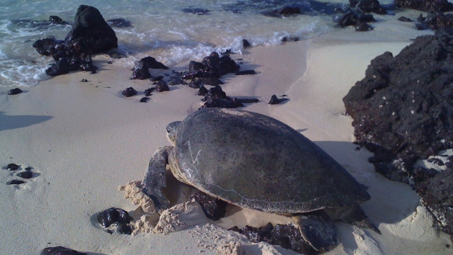 Tortuguero - Turtle