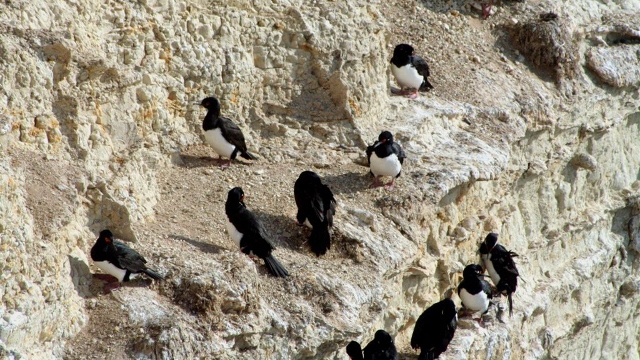 Birdlife Peninsula Valdes