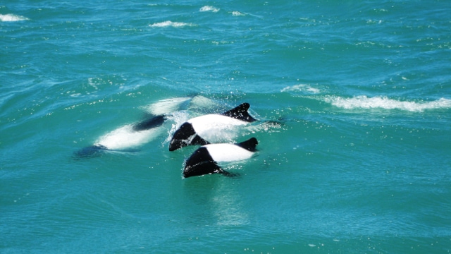 Commerson's Dolphin Peninsula Valdes