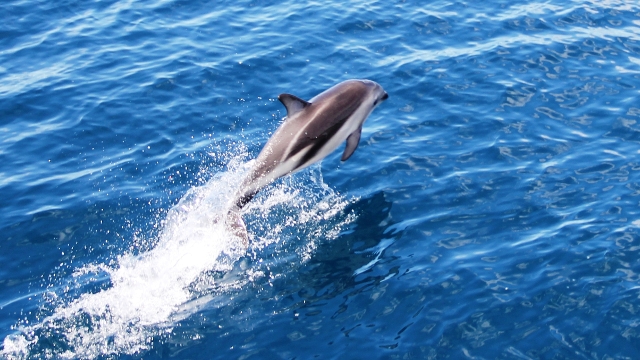 Dolphin Peninsula Valdes