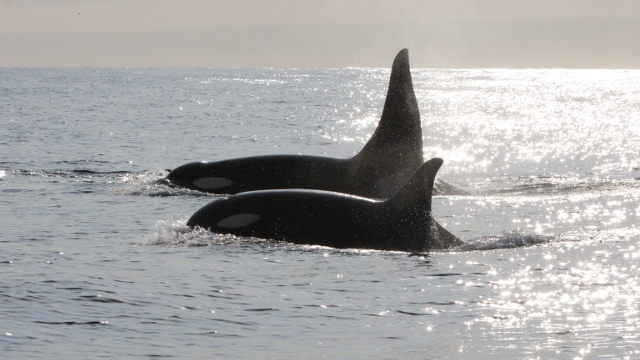 Orcas Peninsula Valdes