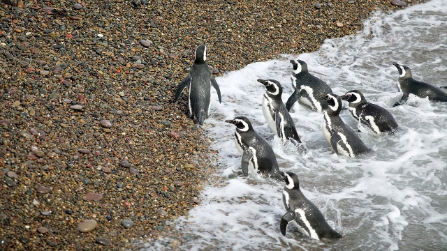Magellan Penguins Peninsula Valdes
