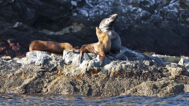 Peninsula Valdes sea lions