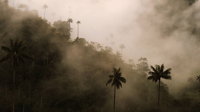 Coffee Triangle, Colombia