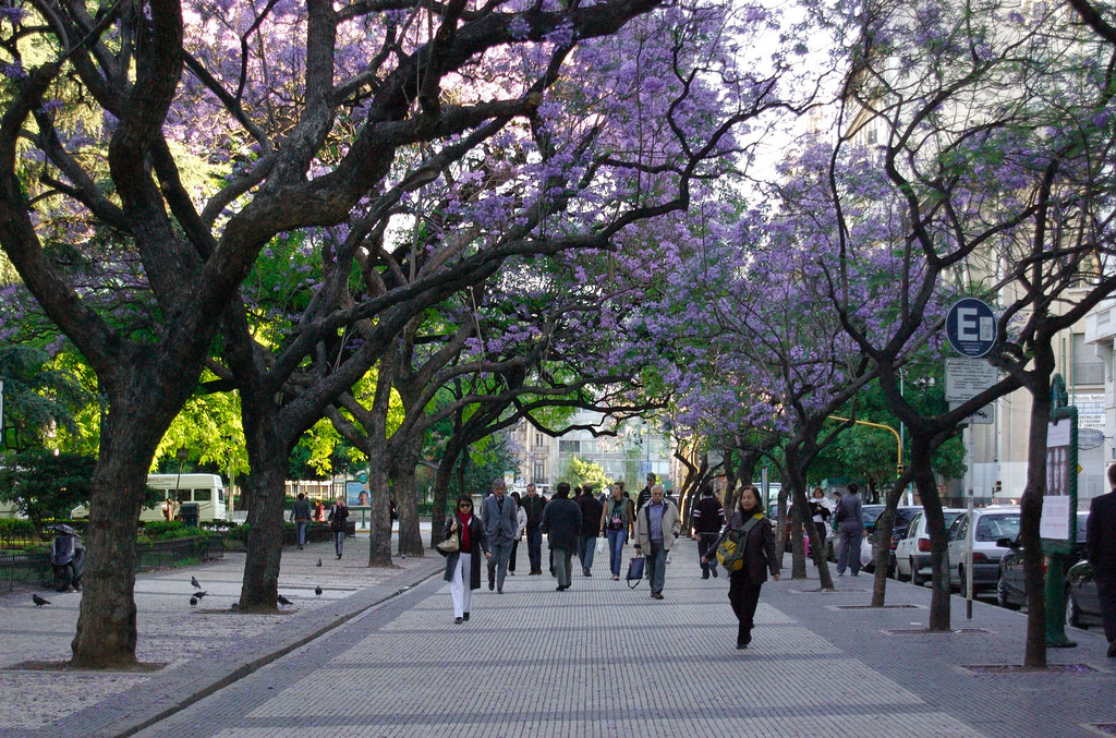 buenos aires jacarandas