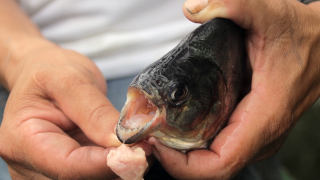 Piranha fishing, Anavilhanas Lodge