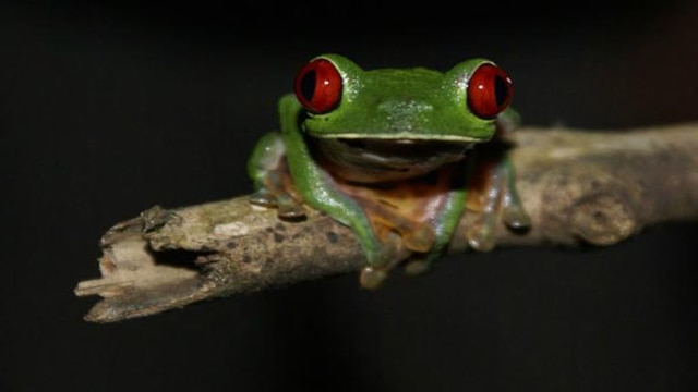 Osa Peninsula, Costa Rica