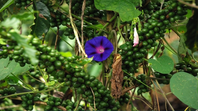 Cocora Valley, Colombia