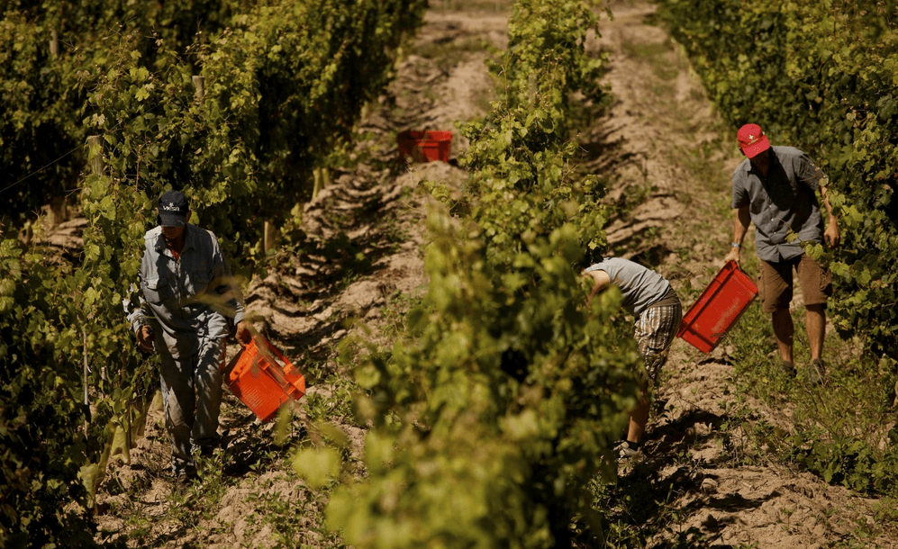 mendoza vineyard