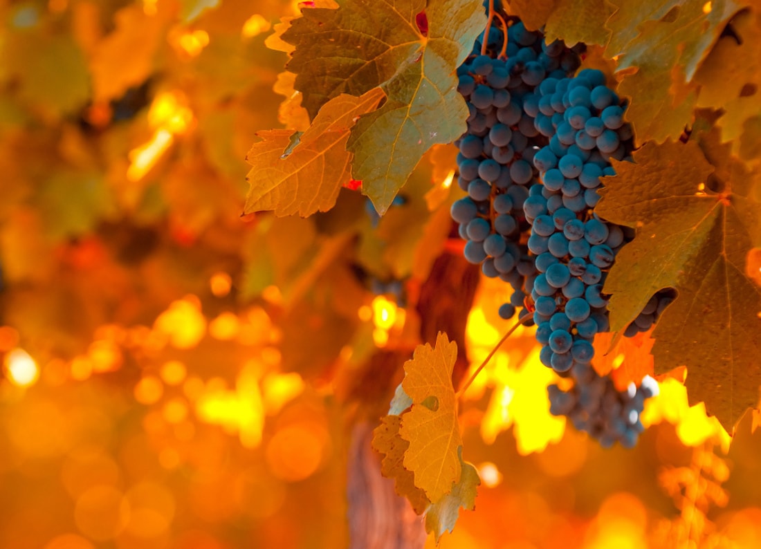 Mendoza grapes in full fall harvest.