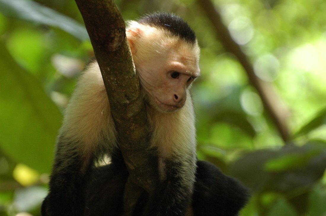 Friendly wildlife hangs out in Manuel Antonio National Park.