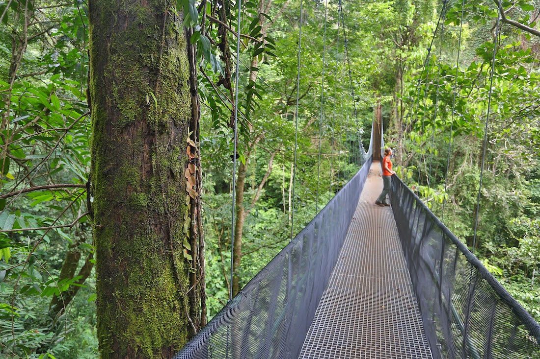 Osa Peninsula's impressive forest bridges.