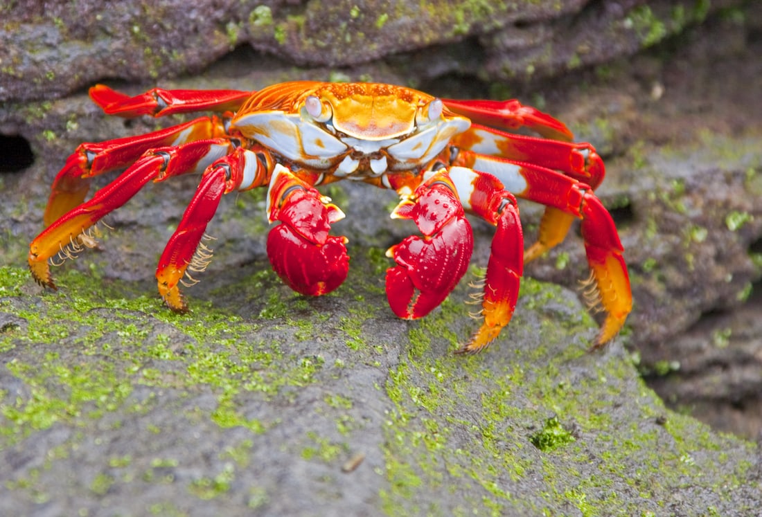 Crab seen during an Island Vacation