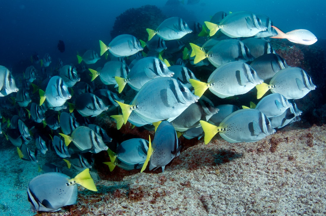 Galapagos Sea Life