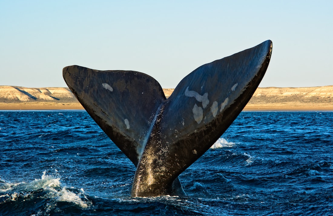 Southern Right Whale tail in Puerto Madryn.