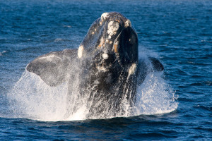 Whale watching in Puerto Madryn Argentina