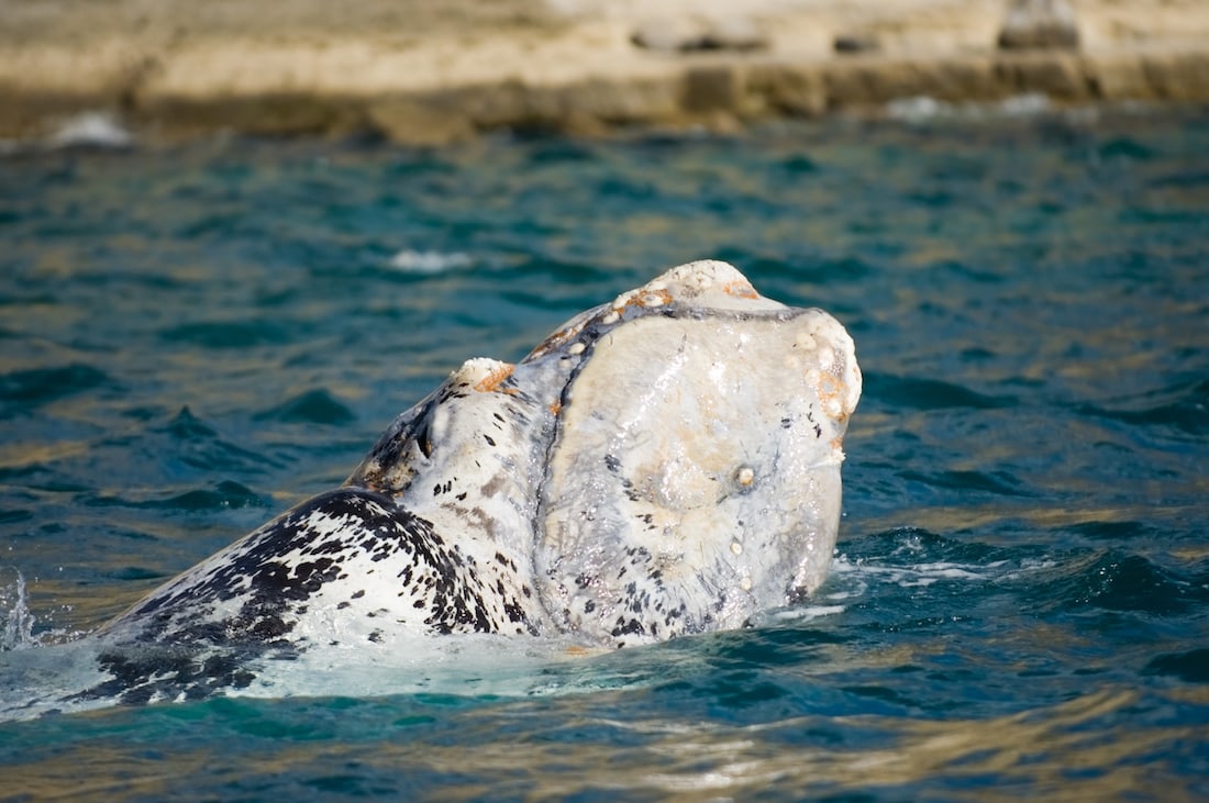 White whale on the coast of Peninsula Valdes.