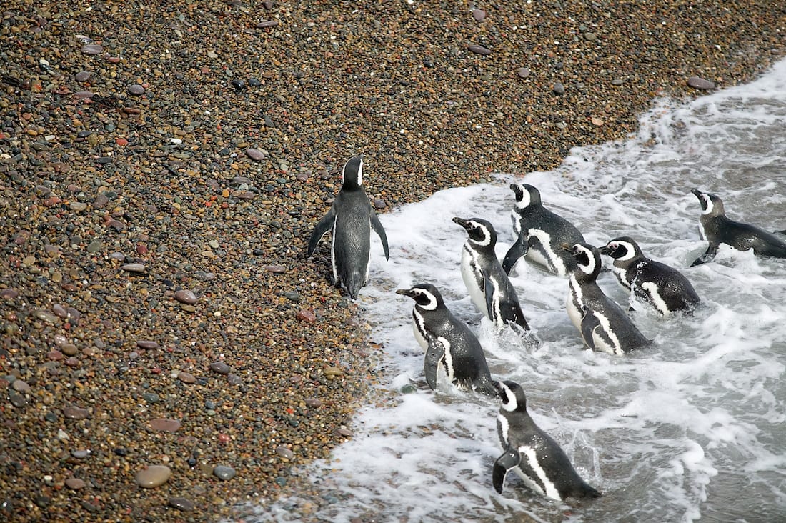 Penguins in Puerto Madryn.