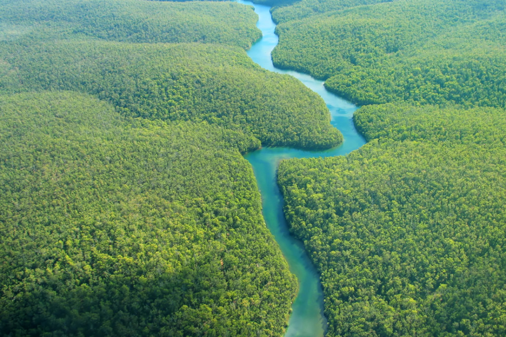 Brazilian and Peruvian Amazon