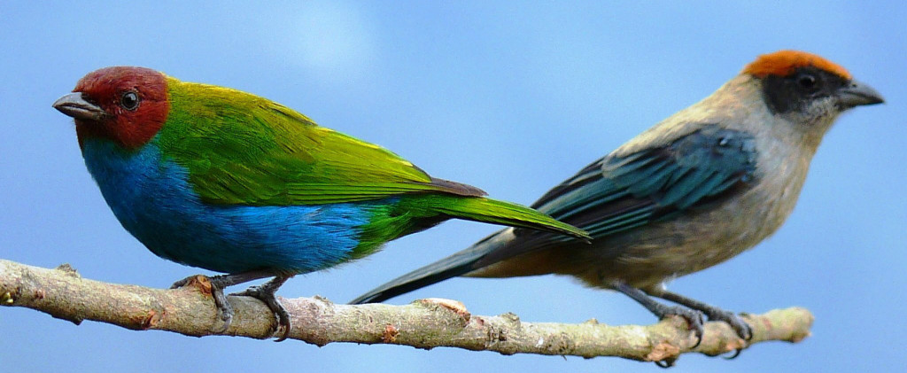 Colombia birdlife in the Coffee Region