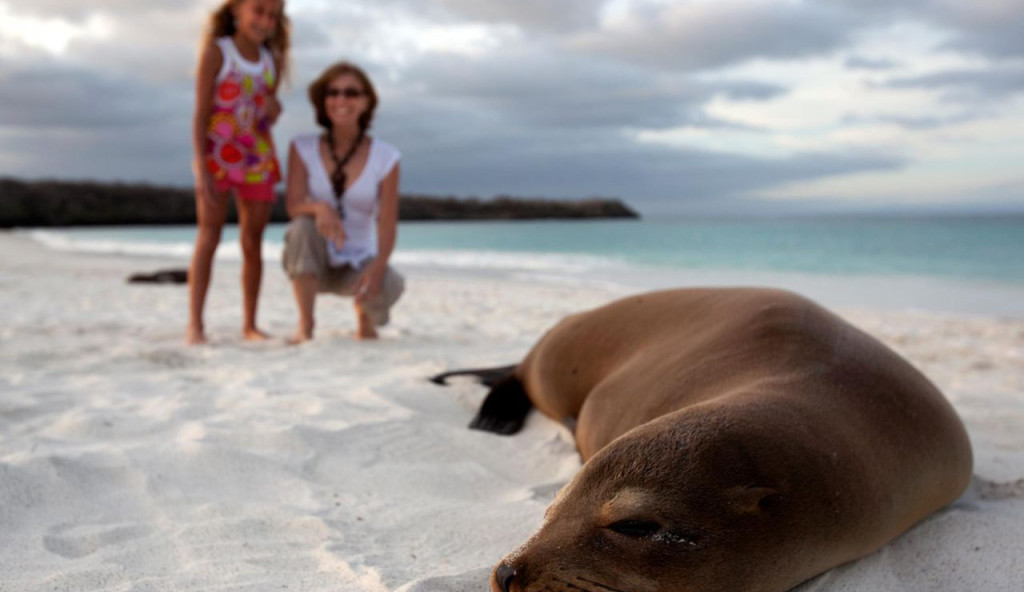 Sleeping seal at the Galapagos Islands