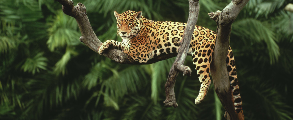 Pantanal wildlife - Jaguar
