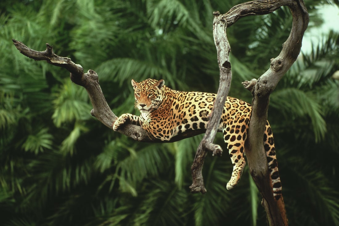 Pantanal jaguar