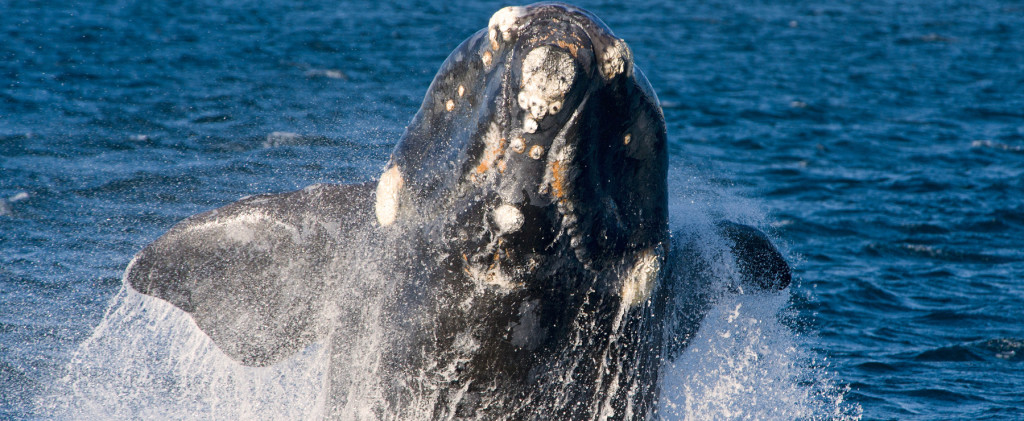 Peninsula Valdes Wildlife - Whale