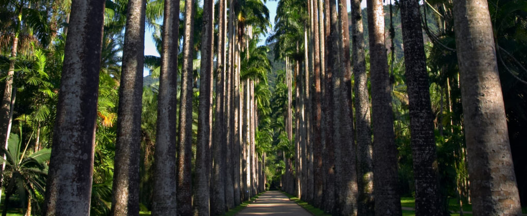 Rio de Janeiro Botanical Gardens