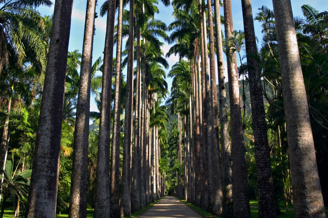 Botanical Gardens, Rio de Janeiro