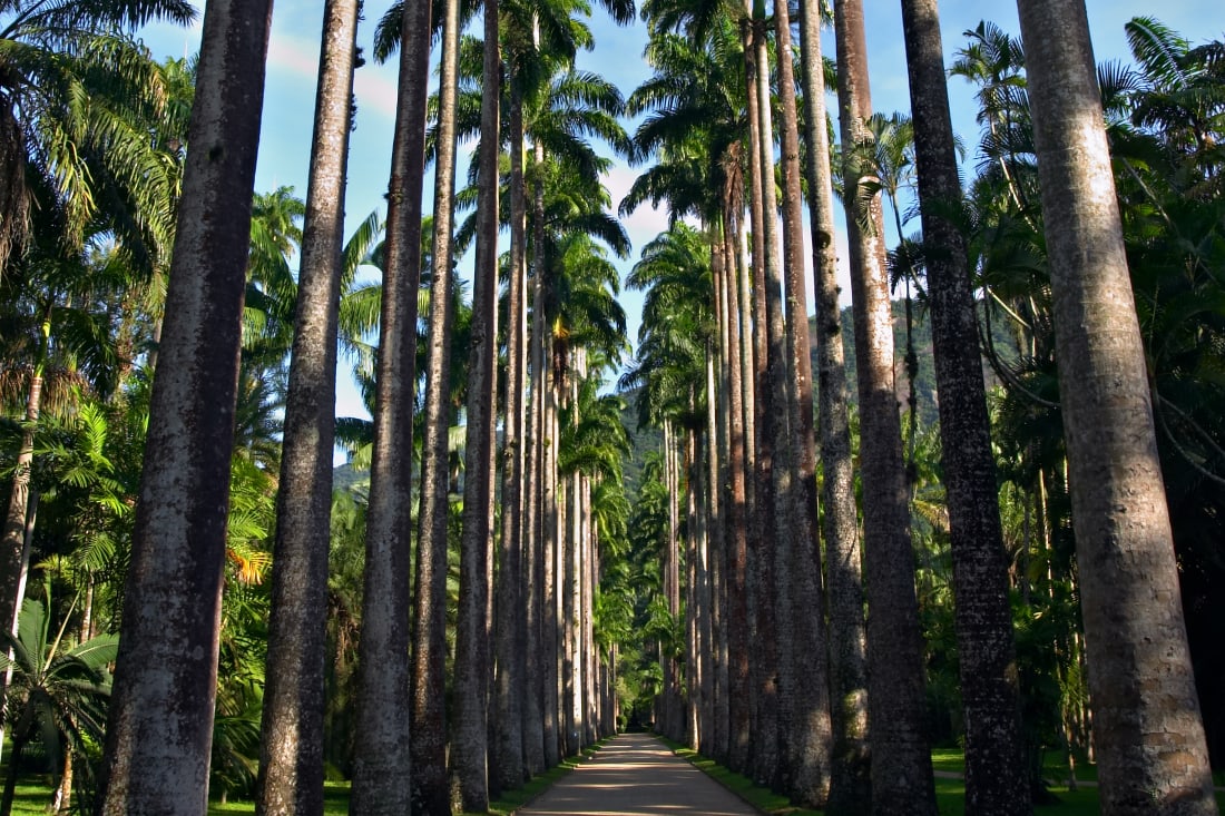 Rio de Janeiro, Botanical Gardens