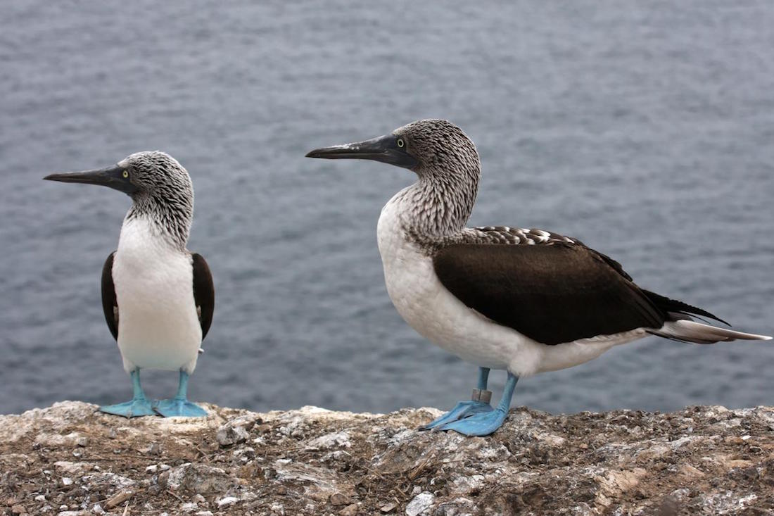 Galapagos Blue Footed Booby