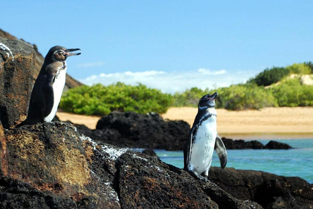 Galapagos Penguins