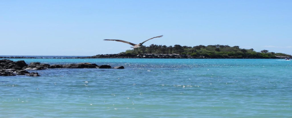 Bird flying over the waters of the Galapagos - Ecuador
