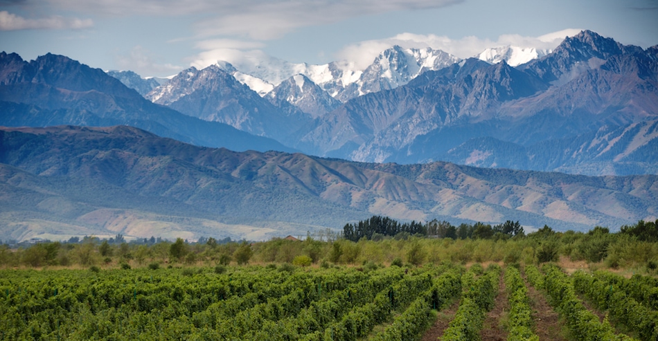 vineyards with snowy mountains in the background